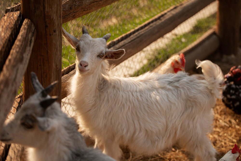 What’s so special about baby cashmere and how it’s different from regular cashmere?
