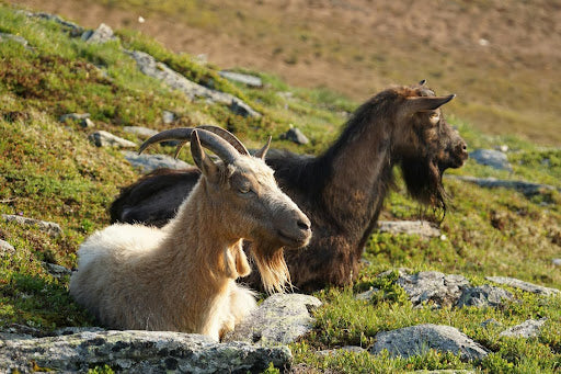 The Story of Cashmere: From Mountain Peaks to Luxury Fashion